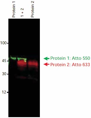 2種類の一次抗体および2種の抗IgG-Atto色素結合体を用いたタンパク質1およびタンパク質2のイムノブロット検出。両二次抗体は、同動物種（ヤギ）由来。画像撮影は、FLA-3000 FUJI<sup>®</sup>レーザースキャナーを用いて、580 nm蛍光フィルターを用いた532 nmの励起波長、続いて675 nm蛍光フィルターを用いた633 nmの励起波長の順で行った。画像はソフトウェアツールを用いて重ね合わせた。