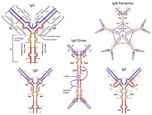 Main Immunoglobulin classes