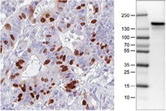 anti-anln-antibody-3 anti-anln-antibody-3