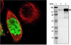 anti-anln-antibody anti-anln-antibody