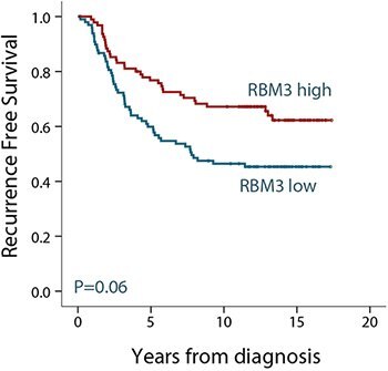 Kaplan-Meier (survival) analysis of recurrence free survival (RFS) according to RBM3 expression for ER-positive breast cancer patients. Patients were split into two groups based on high and low RBM3 expression. kaplan-meier-survival-analysis