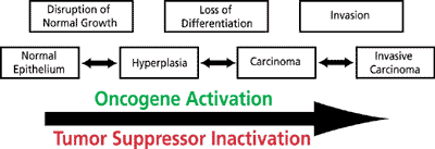 Carcinoma development and invasion.