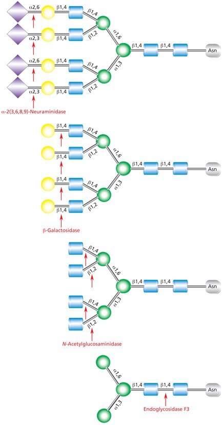 Sequential deglycosylation of complex tetraantennary glycan