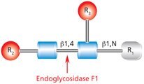 Endoglycosidase F1