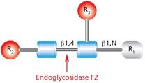 Endoglycosidase F2.