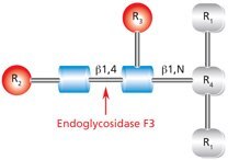 Endoglycosidase F3