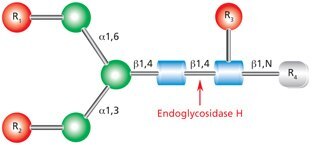 Endoglycosidase H