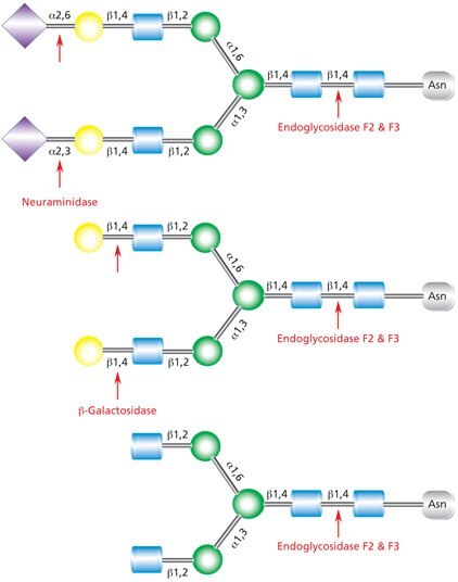 Endoglycosidases F2 and F3