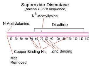 Superoxide Dismutase Structure Superoxide Dismutase Structure