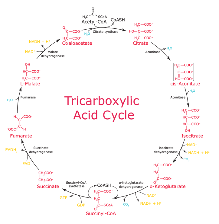 Krebs cycle diagram Krebs cycle diagram