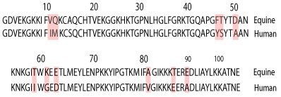 Cytochrome c Sequence Homology