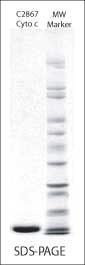 Cytochrome c on SDS-PAGE