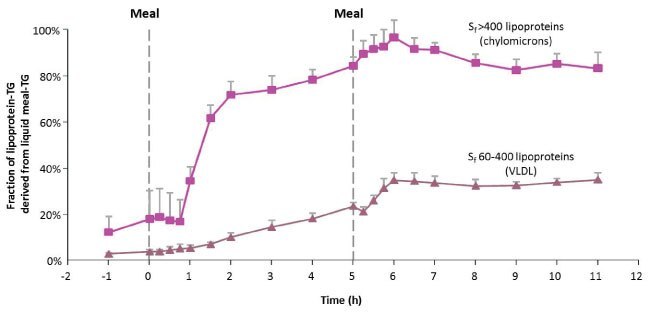 Fraction lipoprotein-TG derived from the meal