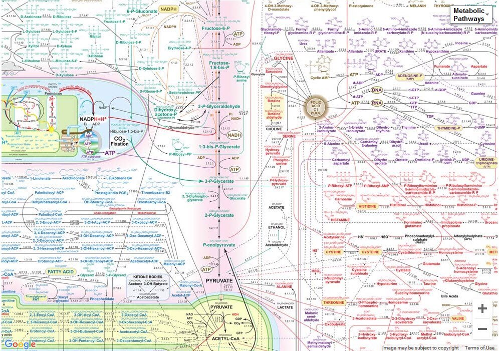 Interactive Metabolic Pathways Map Interactive Metabolic Pathways Map