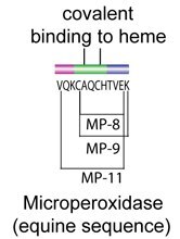 Microperoxidase