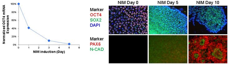 Neuronal differentiation of iPSCs Neuronal differentiation of iPSCs