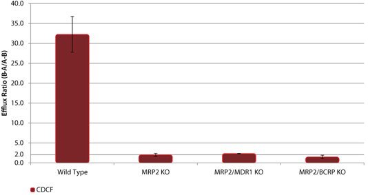 Efflux of the MRP2 Substrate CDCF in wild-type (WT) and MRP2 knockout (KO) cell lines Efflux of the MRP2 Substrate CDCF in wild-type (WT) and MRP2 knockout (KO) cell lines