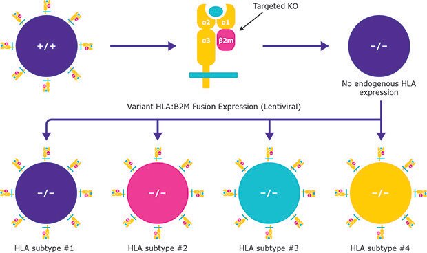 Monoallelic HLA Panel Cell Lines