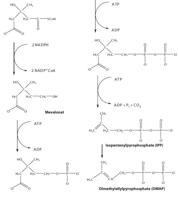 Biosynthesis of IPP and DMAP via mevalonate pathway. These isoprenoid phosphates are the smallest units involved in the production of a large number of vitamins, coenzymes, hormones, lipids. Biosynthesis of IPP and DMAP via mevalonate pathway