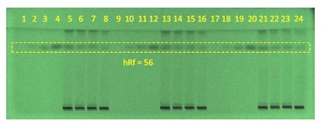 Developed HPTLC plate at 254 nm, chromatographic data shown in the table above. Developed HPTLC plate at 254 nm, chromatographic data shown in the table above.