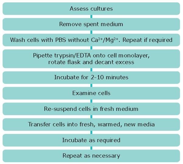 Subculture of Adherent Cell Lines