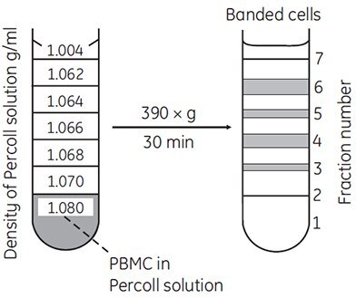 Separation of lymphocytes and monocytes by discontinuous density centrifugation in Percoll Separation of lymphocytes and monocytes by discontinuous density centrifugation in Percoll