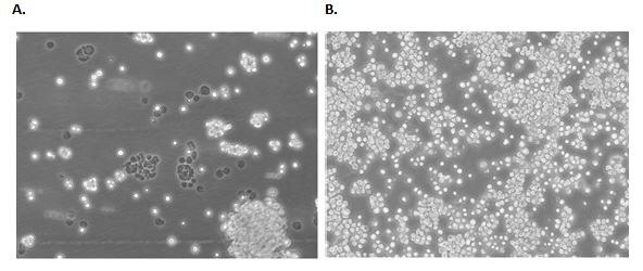 semi-adherent cell line