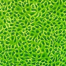 b932-05-cells