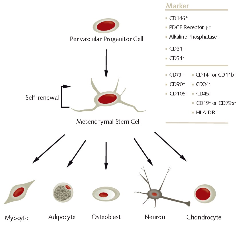 Trilineage Differentiation of Multipotent Human Mesenchymal Stem Cells (MSCs) into Osteocytes, Adipocytes and Chondrocytes In vitro differentiation of human MSCs.