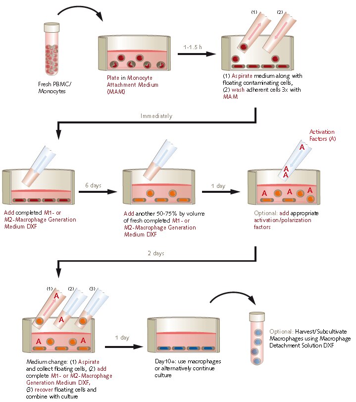 Protocol overview using PromoCell M1/M2 Macrophage Generation Medium DXF Protocol overview using PromoCell M1/M2 Macrophage Generation Medium DXF.