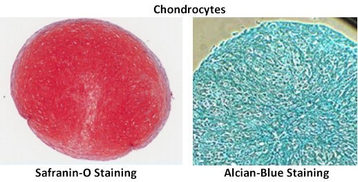 Staining of differentiated human mesenchymal stem cell cultures with Oil-Red-O (Adipocytes), Alizarin-Red (Osteocytes), Safranin-O (Chondrocytes) and Alcian-Blue (Chondrocytes). chondrocytes