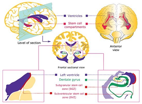 Proliferating neural stem cells are found in the subgranular zone (SGZ) of the hippocampal dentate gyrus and subventricular zones (SVZ) of the adult and developing mammalian brain. Regions of neurogenesis in the mammalian brain.