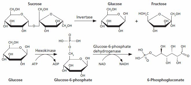 Sucrose assay kit Sucrose is hydrolysed to glucose and fructose by invertase.