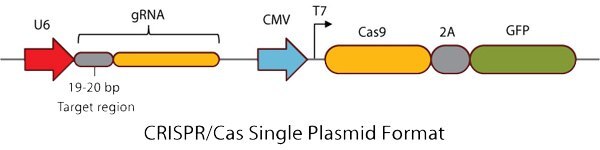 CRISPR/Cas Single Plasmid Format