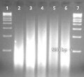 buccal-swab