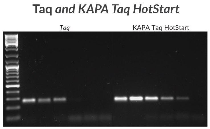 マイコプラズマDNAからKAPA TaqまたはKAPA Taq HotStartを用いて270 bpのアンプリコンを増幅。1 ngのDNAから開始したテンプレートの10倍希釈系列を用いて感度を試験した。