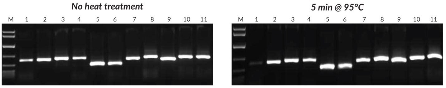 8種類の植物の葉および／または種子について、熱処理を行わずに調製した未精製抽出物1 μL（左）または熱処理を行った未精製抽出物1 μL（右）を用いて、Tab c/dプライマーペアを用いた未精製サンプルのPCRを実施。