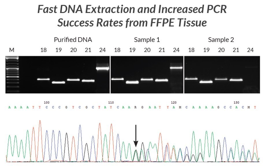 2つの異なるFFPEサンプルからKAPA Express Extractを用いてDNA抽出物を調製。