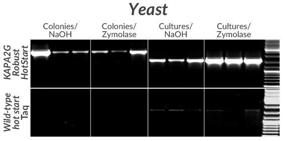 一般に使用されている3種類のS. cerevisiae株（BY4742、FY23、W303）のGSH1遺伝子からクローニングされた2.5 kb（左）または1.6 kb（右）のフラグメントを、KAPA2G Robust HotStart（上）または野生型Taq（下）を用いて増幅。