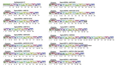 Membrane Scaffold Protein Constructs Membrane Scaffold Protein Constructs