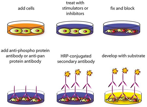 New Presentation Background 3 Cell-based Assay Procedure