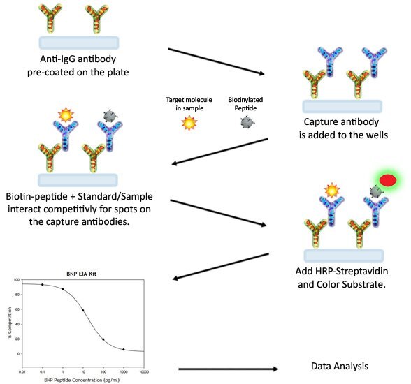 EIA Assay Procedure EIA Assay Procedure