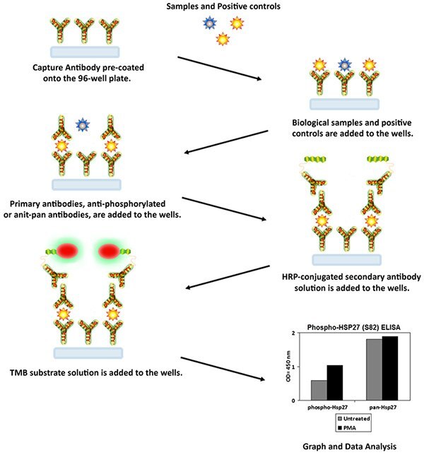 Phosphorylation Assay Procedure Phosphorylation Assay Procedure