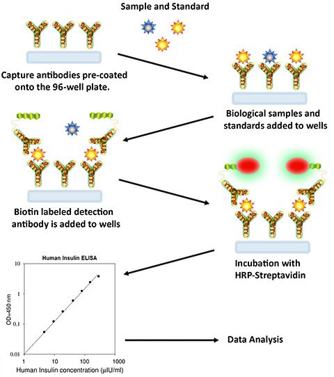 Sandwich ELISA Procedure Sandwich ELISA Procedure