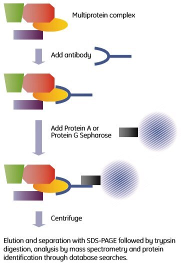 a-co-immunoprecipitation Co-immunoprecipitation
