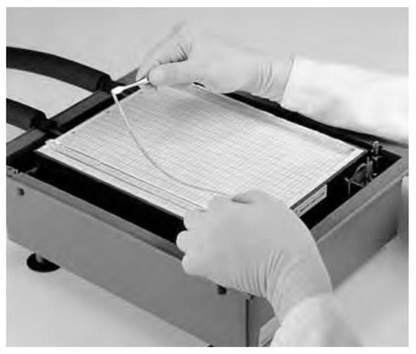 Positioning equilibrated Immobiline<sup>®</sup> DryStrip gels on Multiphor™ II unit such that the anodic (acidic) side of the strip is toward the front edge of the gel. Positioning equilibrated Immobiline® DryStrip gels on Multiphor™ II unit such that the anodic (acidic) side of the strip is toward the front edge of the gel.