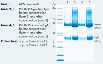 Amicon™ Ultra-15デバイスを用いた濃縮前後の精製ウサギIgGのSDS-PAGE