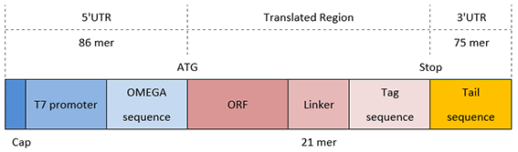 c-termina-tag-dna-template