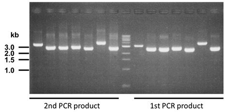 checking-pcr-n-termnal-tag