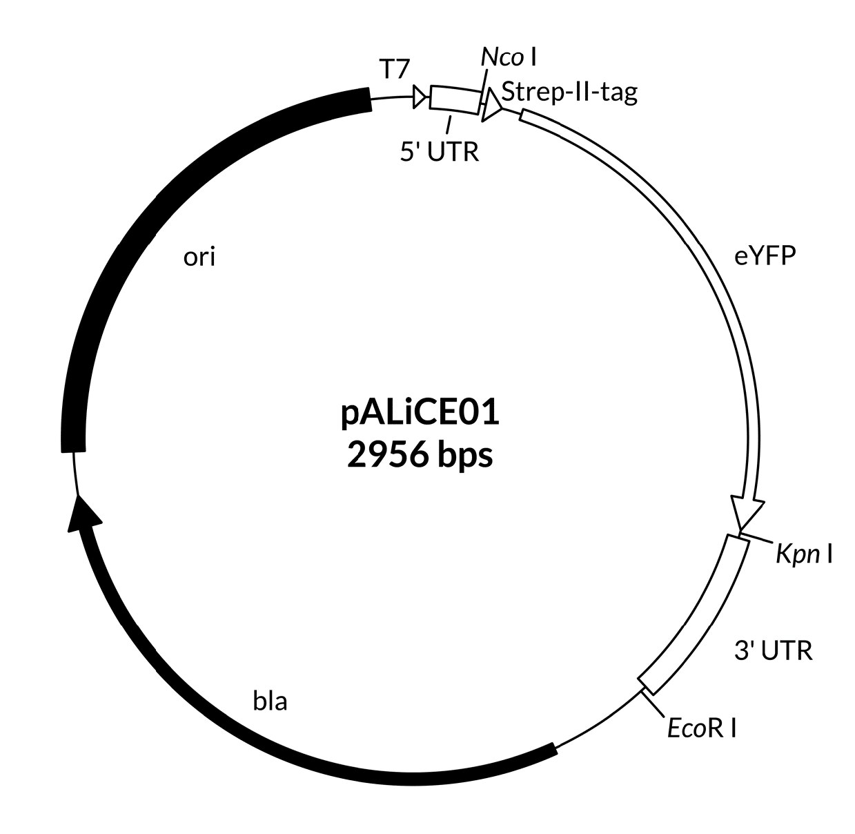 pALiCE01 - Sequence pALiCE01 - Sequence